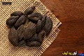 مصرف هلیله سیاه و افزایش سوختوساز بدن