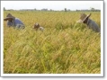 فیلم| فصل زیبای پاییز و برداشت برنج از مزارع بخش کبگیان بویراحمد