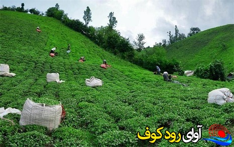 با خرید چای ایرانی، علاوه بر حفظ سلامتی به اقتصاد چای کشور هم کمک می شود