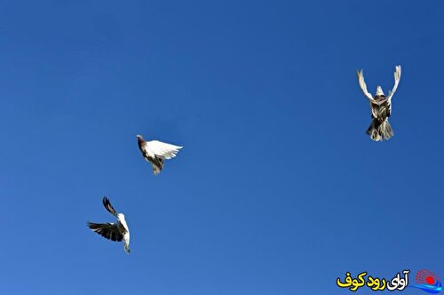 جاذبه های طبیعت و گردشگری ایران از لنز دوربین محمد بویری