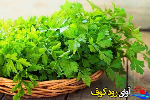 مصرف سبزی جعفری و پیشگیری از پوکی استخوان مصرف سبزی جعفری و پیشگیری از پوکی استخوان