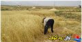 یادداشتی بر مشقت برداشت سنتی غله در کهگیلویه و بویراحمد| فیلم