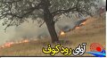 شعر "مرگ بلوط"