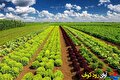 از بهینه‌سازی تولید تا حفظ محیط زیست: ابعاد ناگفته کشاورزی پایدار در ایران