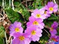 درمان سنگ کلیه و ده‌ها عارضه دیگر با گل پامچال