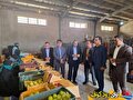 تحول کشاورزی در کهگیلویه و بویراحمد؛ رضـا فرازی راه جهش تولید و حذف دلالان را هموار کرد