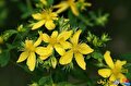 گل راعی (هوفاریقون): گنجینه‌ای گیاهی برای درمان عصبی، پوستی و بهبود خلق‌وخو